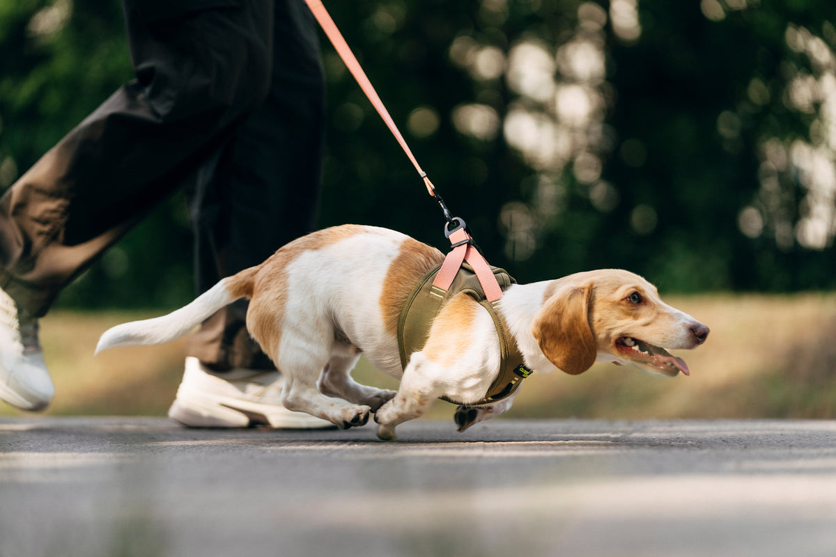 Cloud7 V-2 AKTIV Cordura small dog vest harness with front chest lead attachment point for no pull control