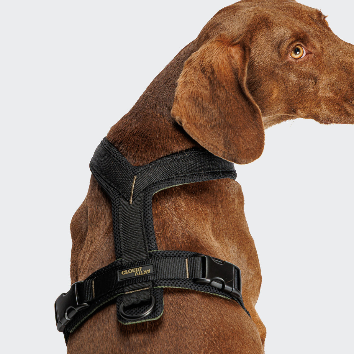 [Pre-Order] Cloud7: Y-1 AKTIV Air-Mesh Dog Harness, Black
