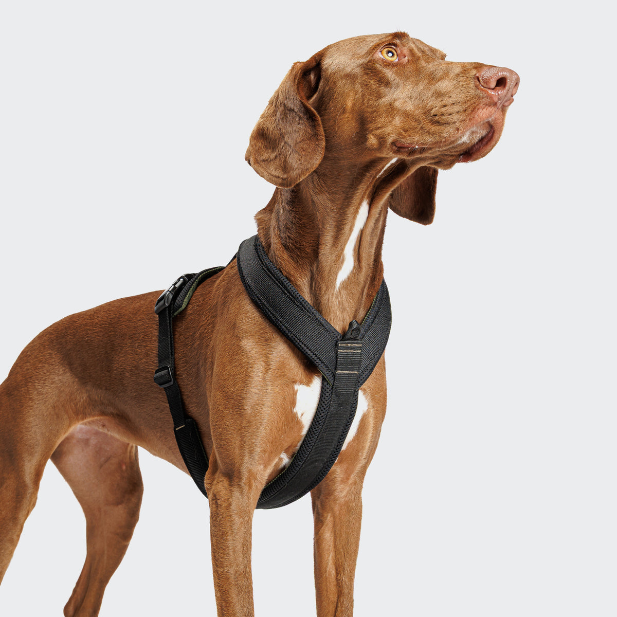 [Pre-Order] Cloud7: Y-1 AKTIV Air-Mesh Dog Harness, Black