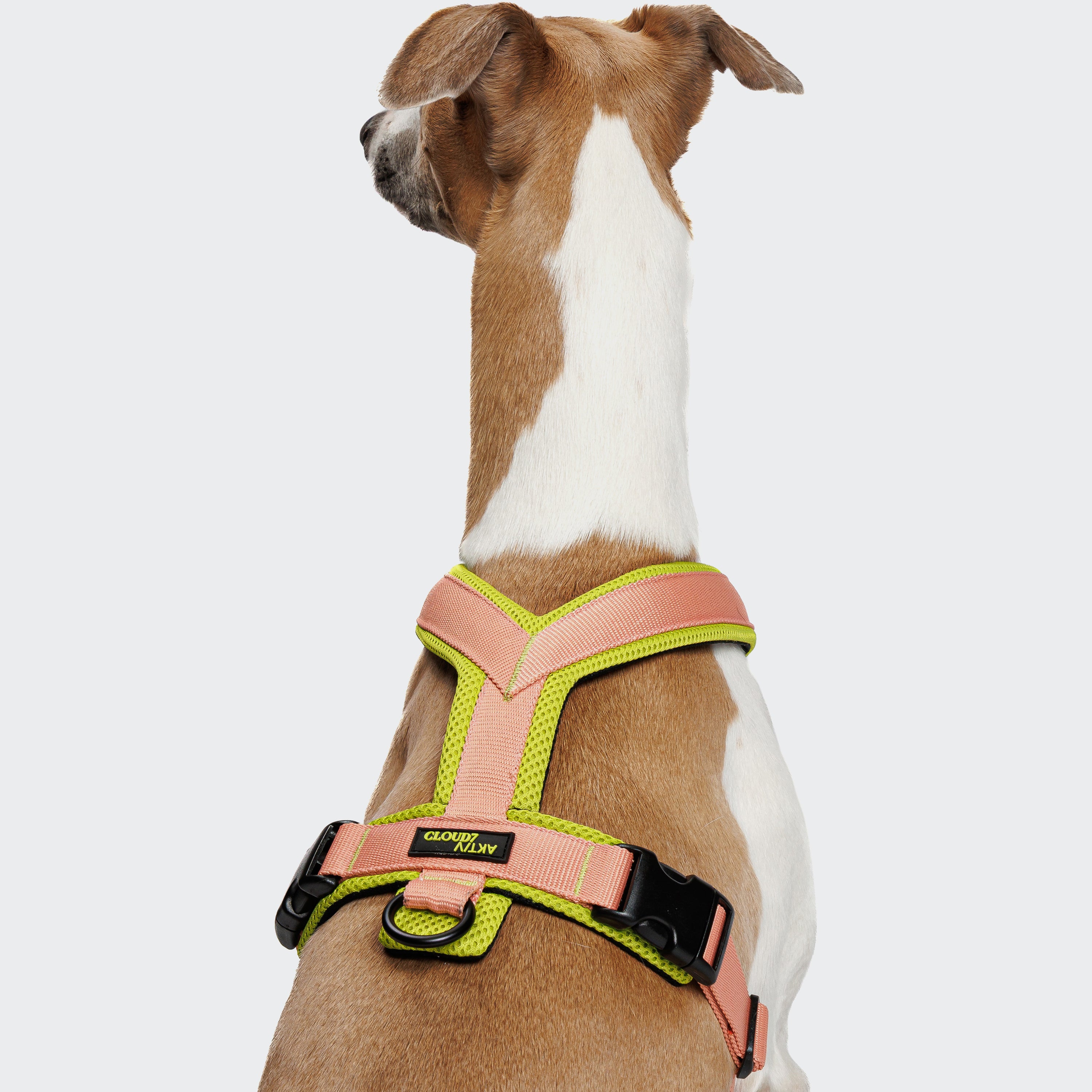 Cloud7 Y-1 AKTIV Air-Mesh Dog Harness on a dog showing the ergonomic chest strap padding
