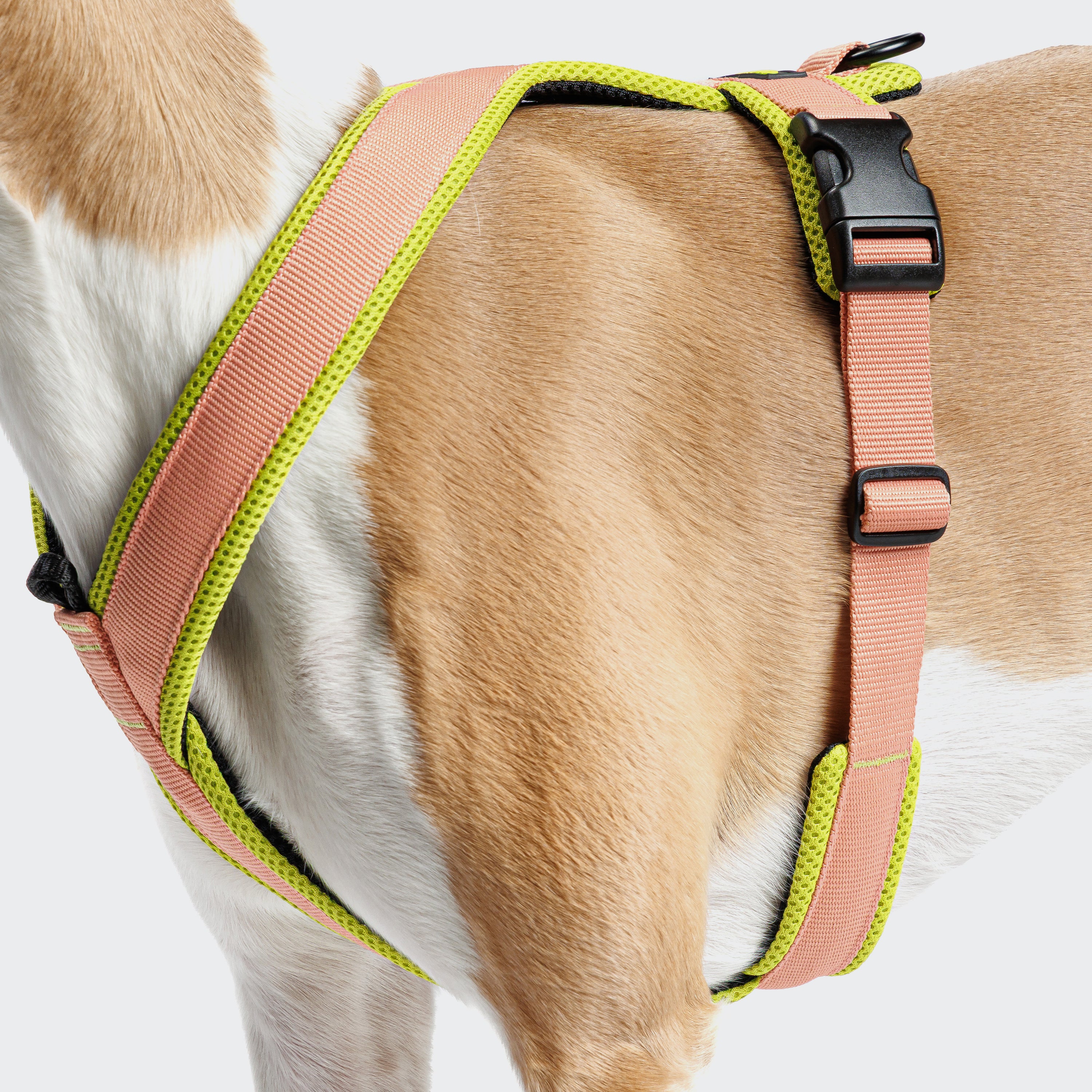 Cloud7 Y-1 AKTIV Air-Mesh Dog Harness on a dog showing the ergonomic chest strap padding