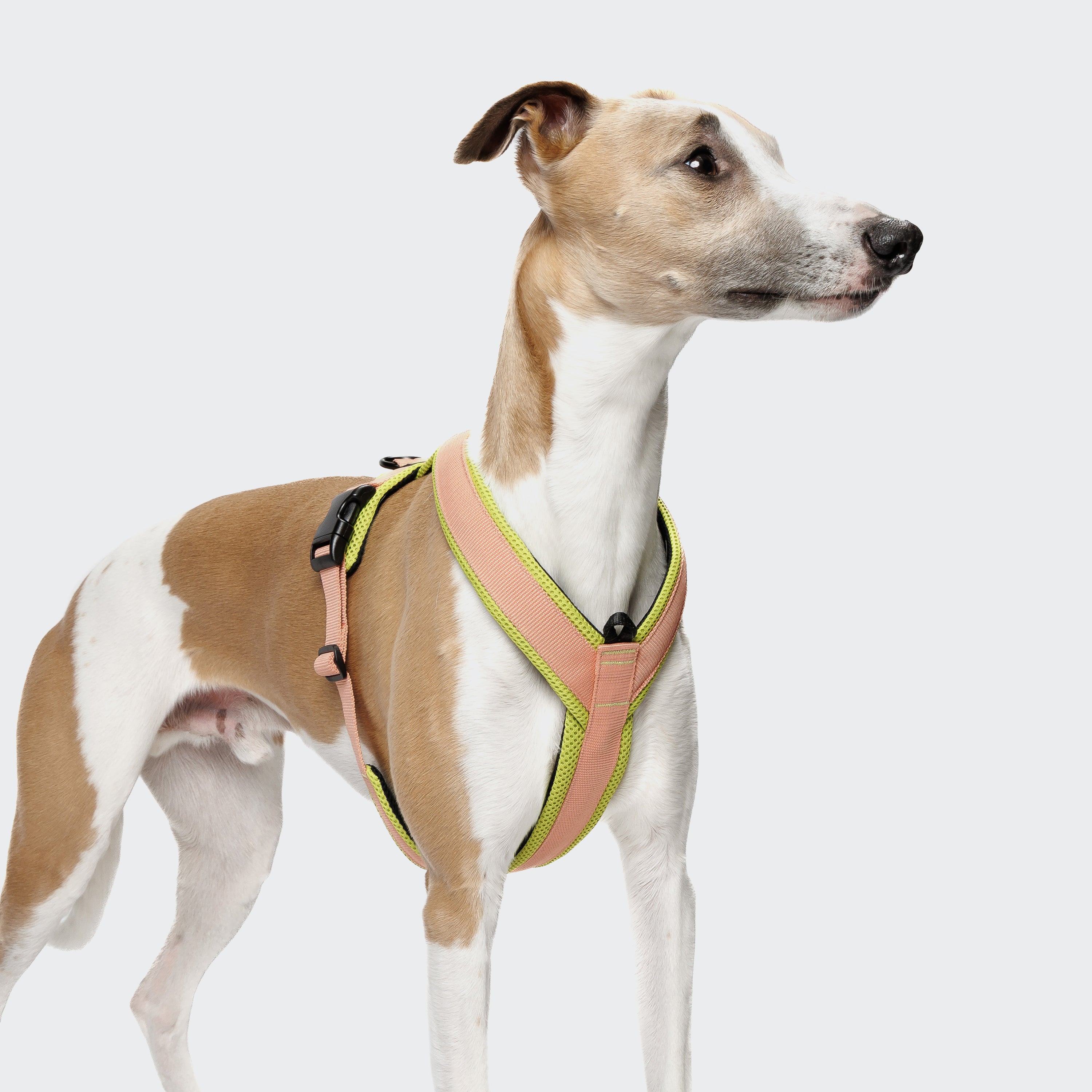 Cloud7 Y-1 AKTIV Air-Mesh Dog Harness on a dog showing the ergonomic chest strap padding