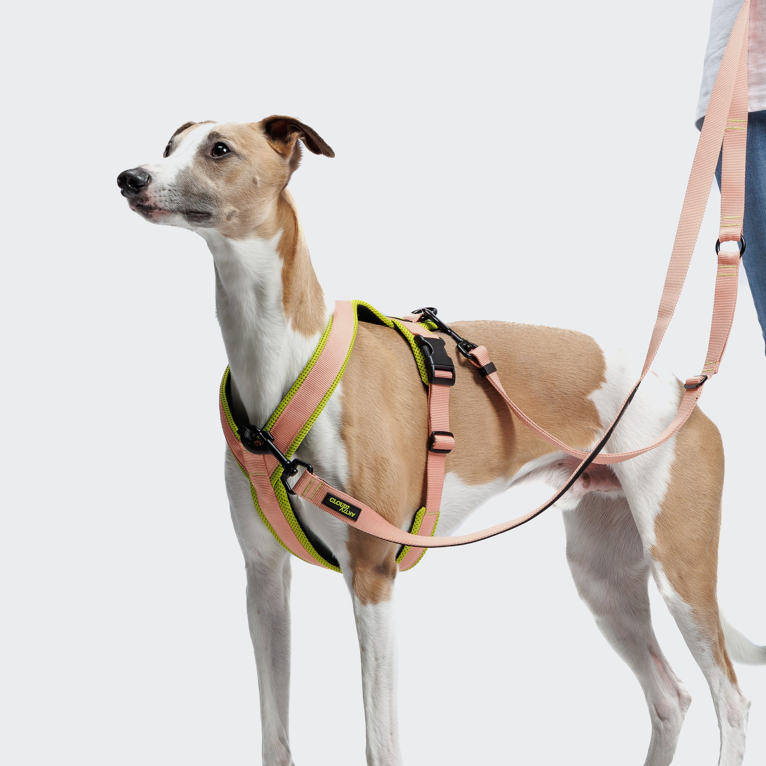 Cloud7 Y-1 AKTIV Air-Mesh Dog Harness on a dog showing the ergonomic chest strap padding