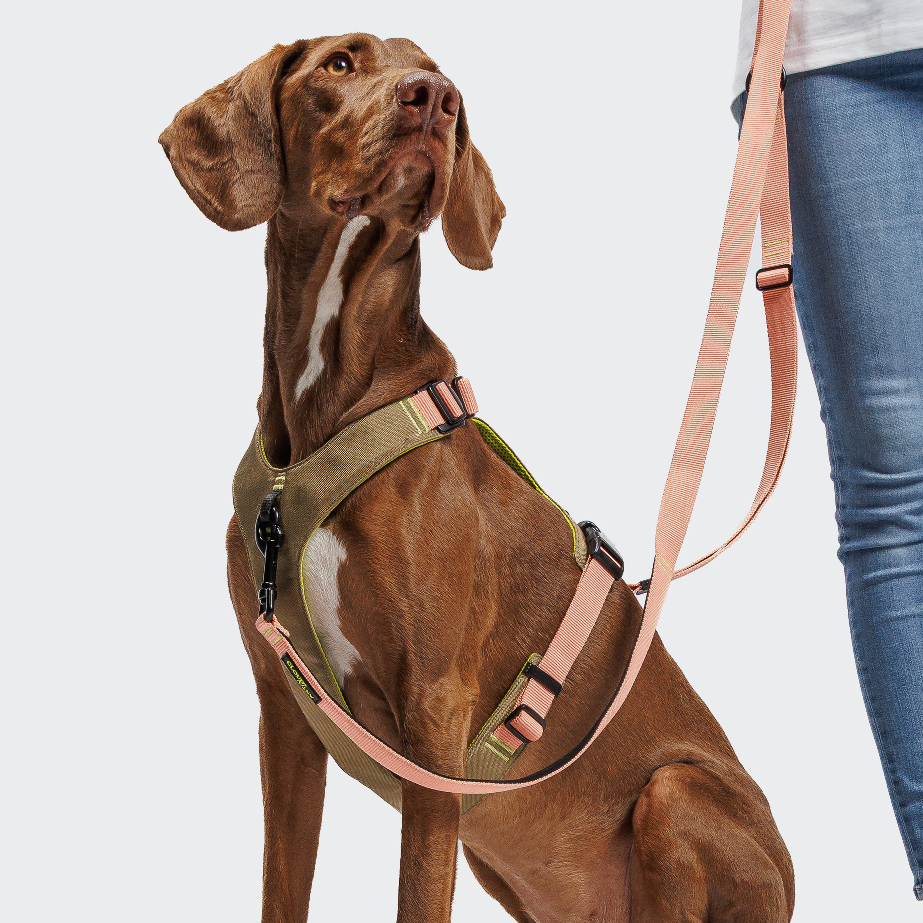 Cloud7 Y-2 AKTIV Cordura Dog Harness, Peach | Padded & Water-Repellent