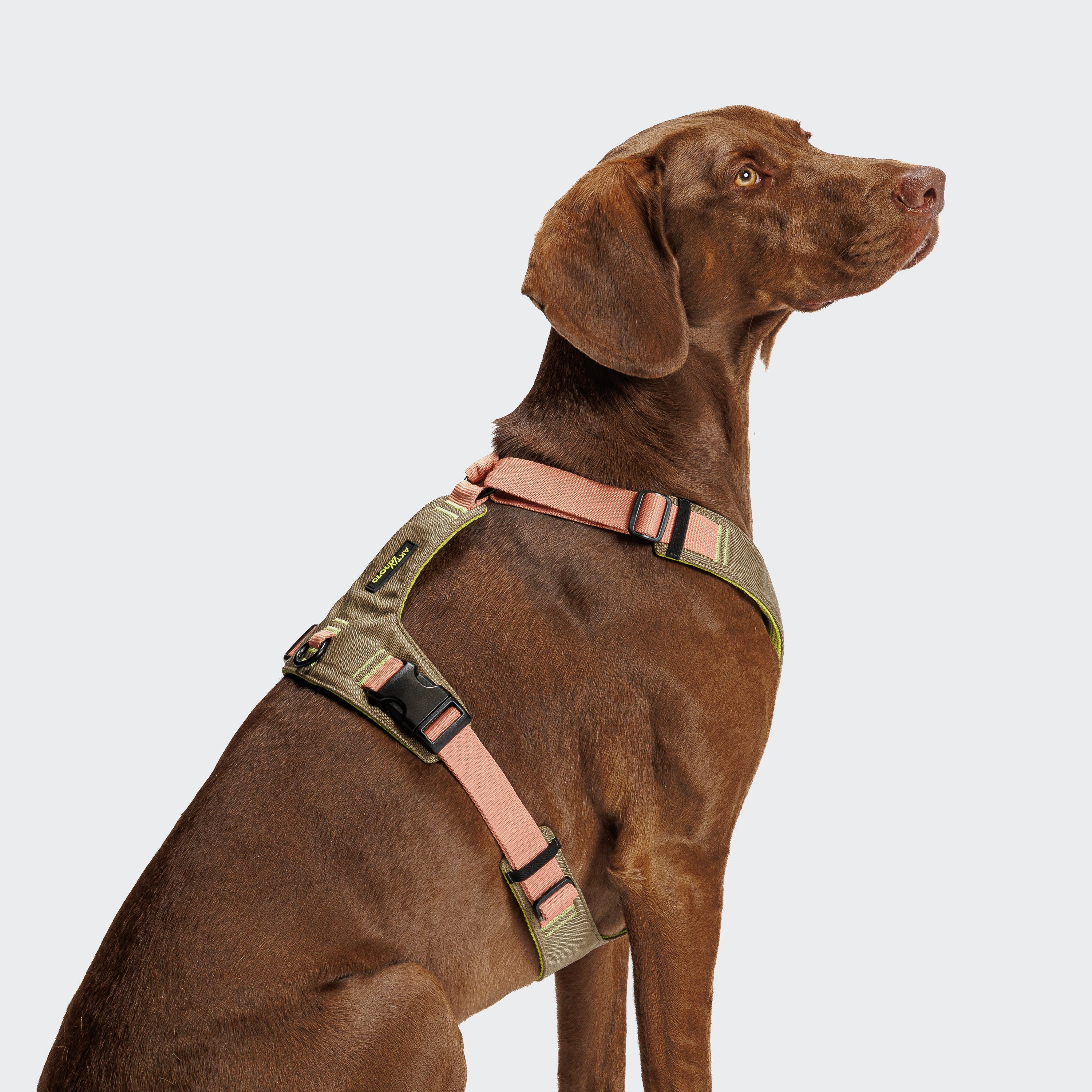 Cloud7: Y-2 AKTIV Dog Harness, Cordura Peach