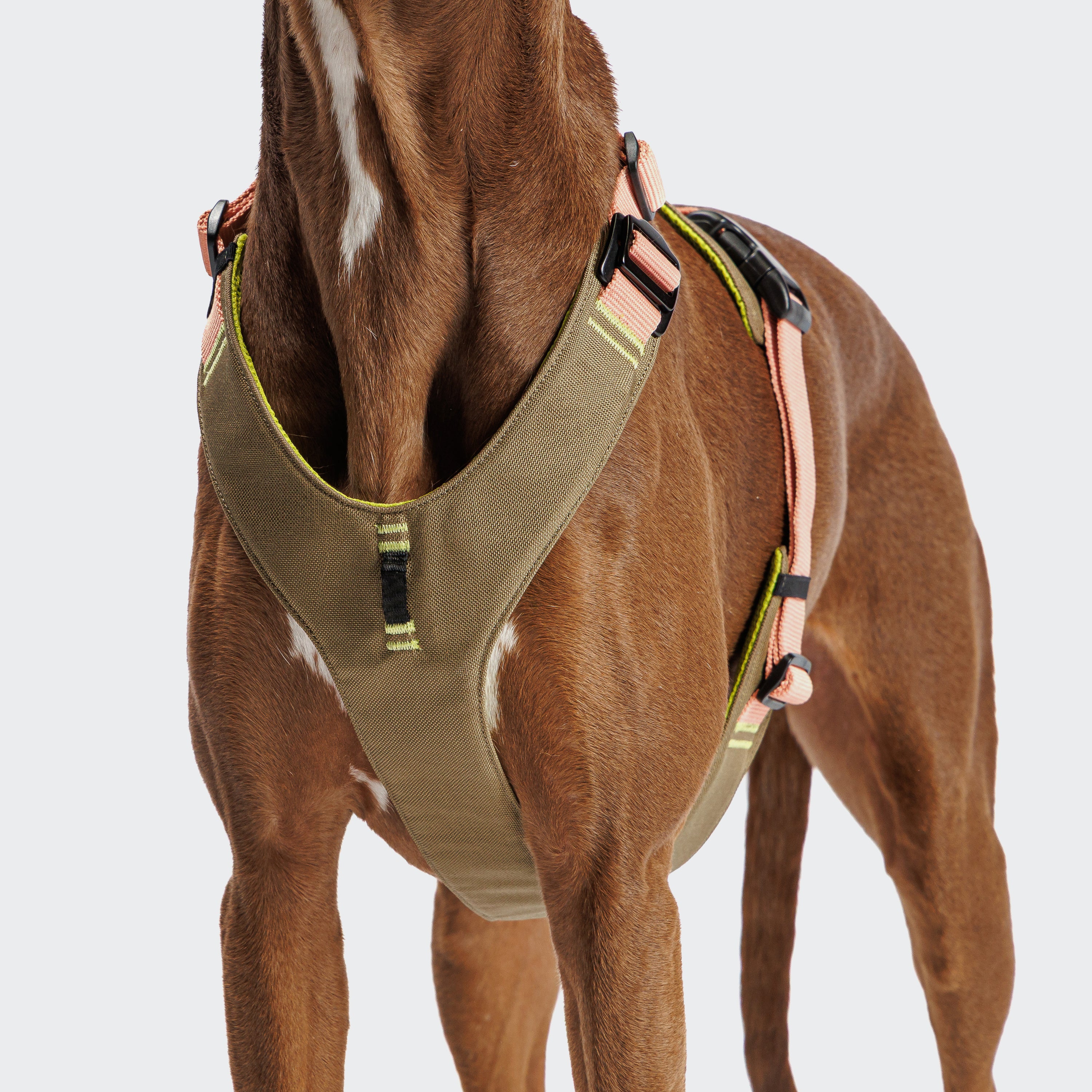 Cloud7: Y-2 AKTIV Dog Harness, Cordura Peach