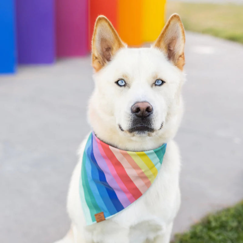 Dog and Cat Bandana: Over the Rainbow