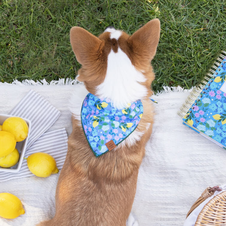 Dog and Cat Bandana: TFD x Simplified® Bees in Bloom
