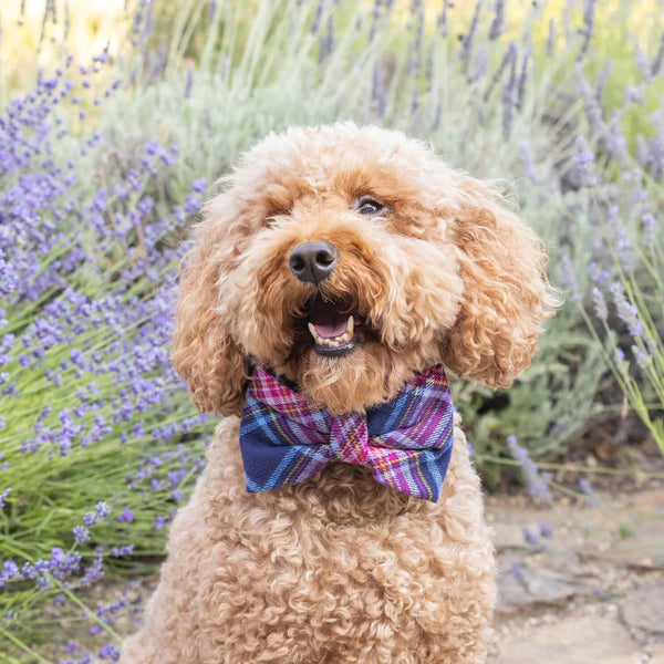 Dog and Cat Bowtie: Camilla Plaid Flannel