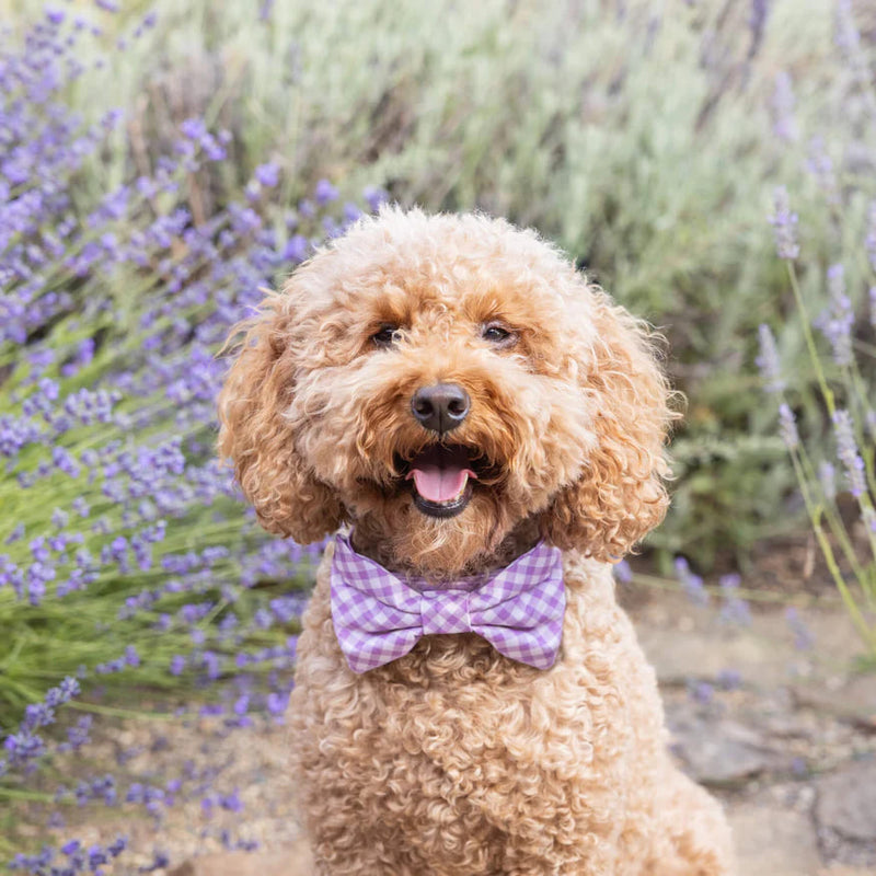 Dog and Cat Bowtie: Thistle Gingham