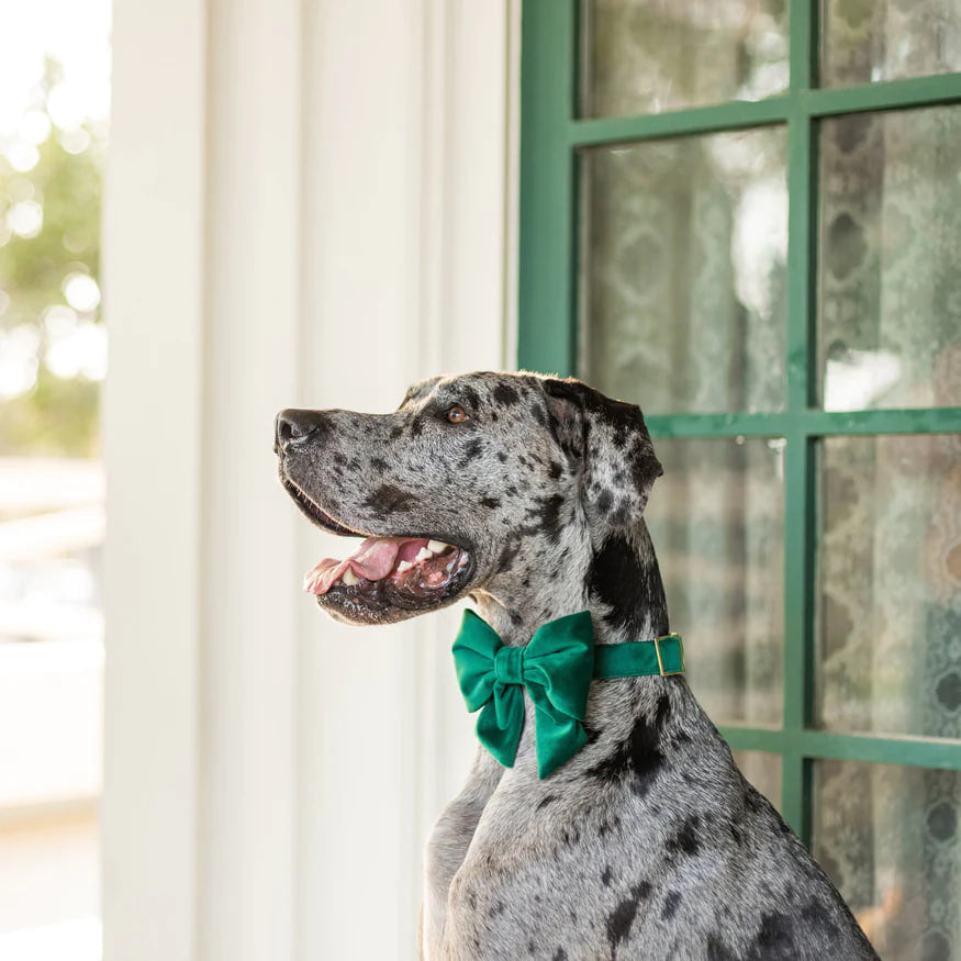 Dog and Cat Lady Bowtie: Forest Green Velvet