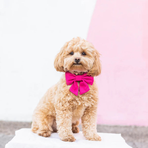 Dog and Cat Lady Bowtie: Hot Pink