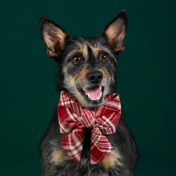 Dog and Cat Lady Bowtie: Marsala Plaid Flannel