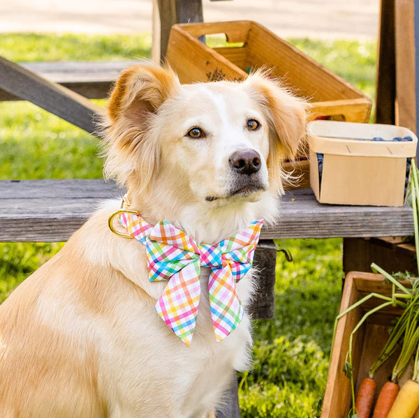 Dog and Cat Lady Bowtie: Rainbow Gingham