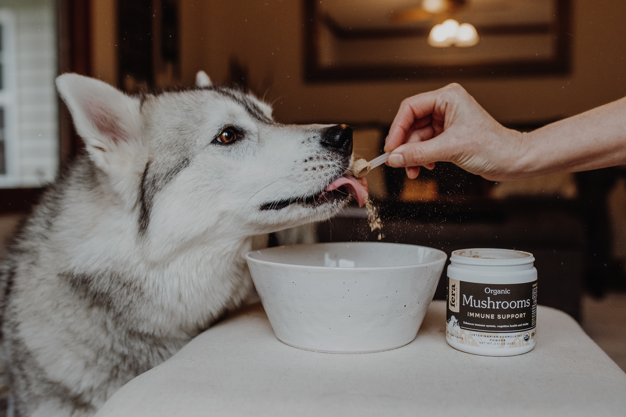 Fera Pet Organics Dog and Cat Supplement, Senior Dog Bundle