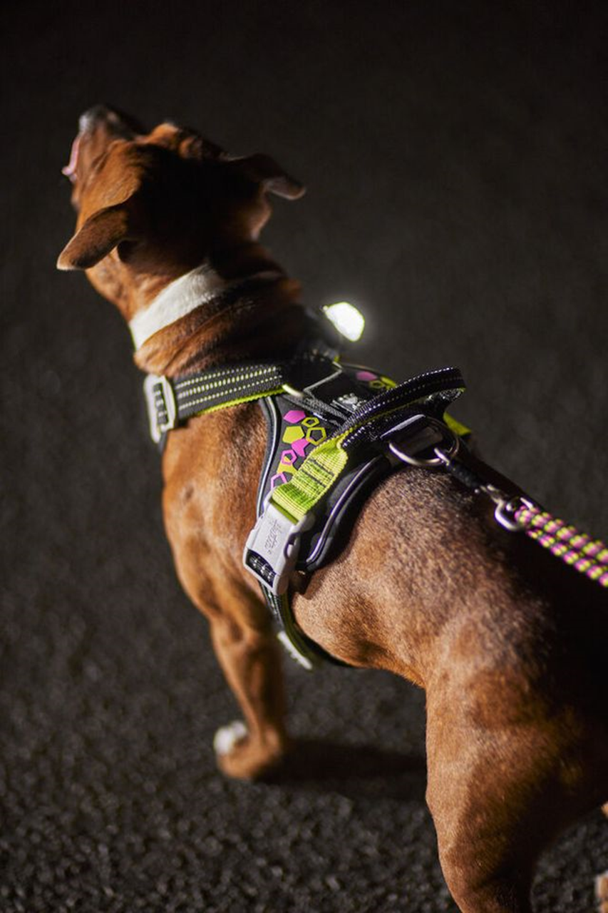 Hurtta xsport harness clearance
