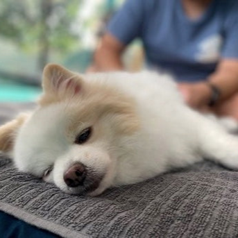 Event Workshop: Medical Massage for Active and/or Geriatric Dogs [closed]