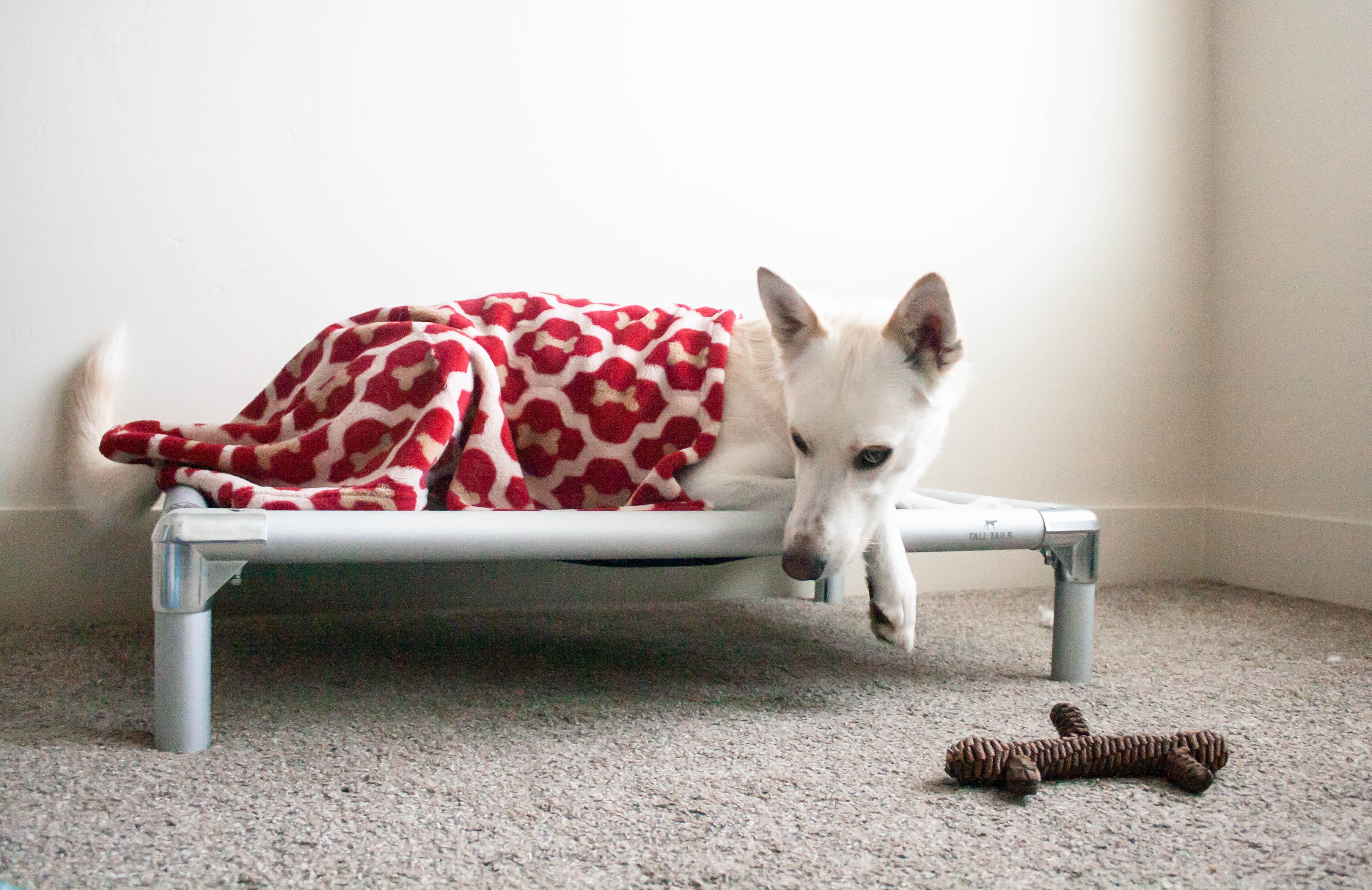 K9 COT Elevated Dog Bed: Mesh Top