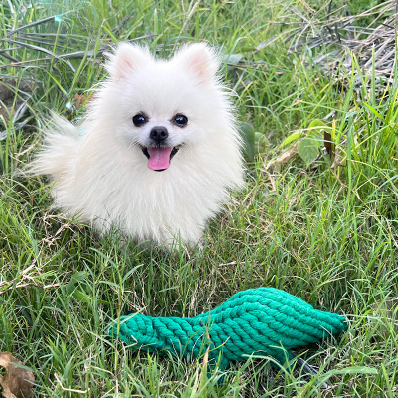 Knotty Interactive Upcycled Cotton Rope Dog Toy, Rex the Green Dinosaur