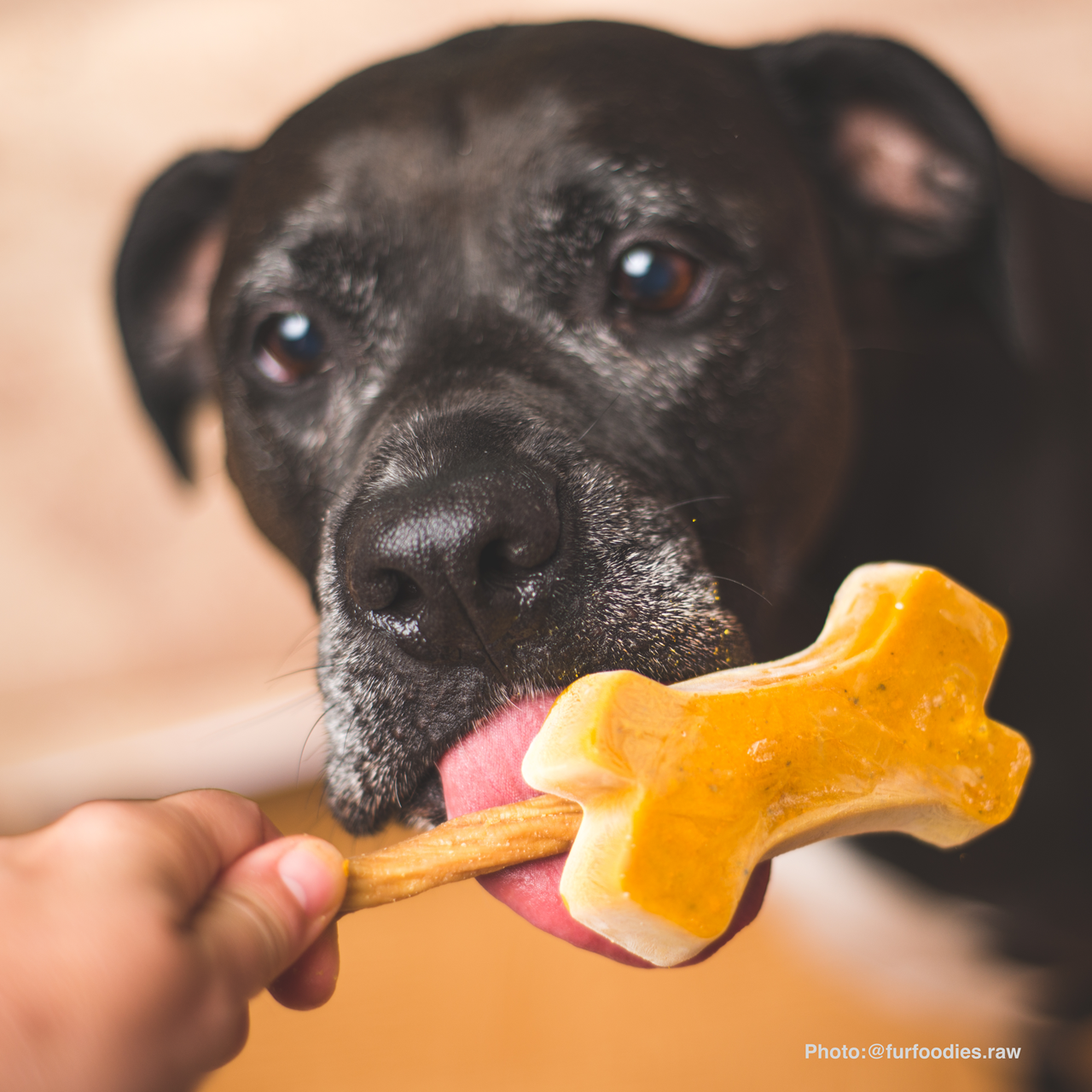 Messy Mutts Framed Spill Resistant Silicone Popsicle Mold for Dog Treats - Orange