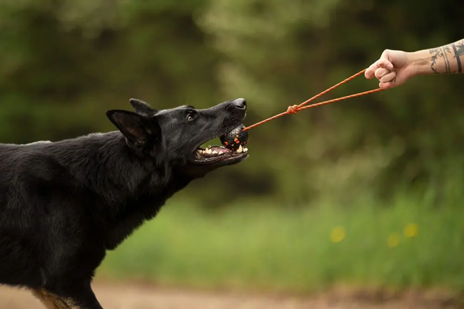Non-Stop Dog Wear: Dog Toy, Ball on Rope