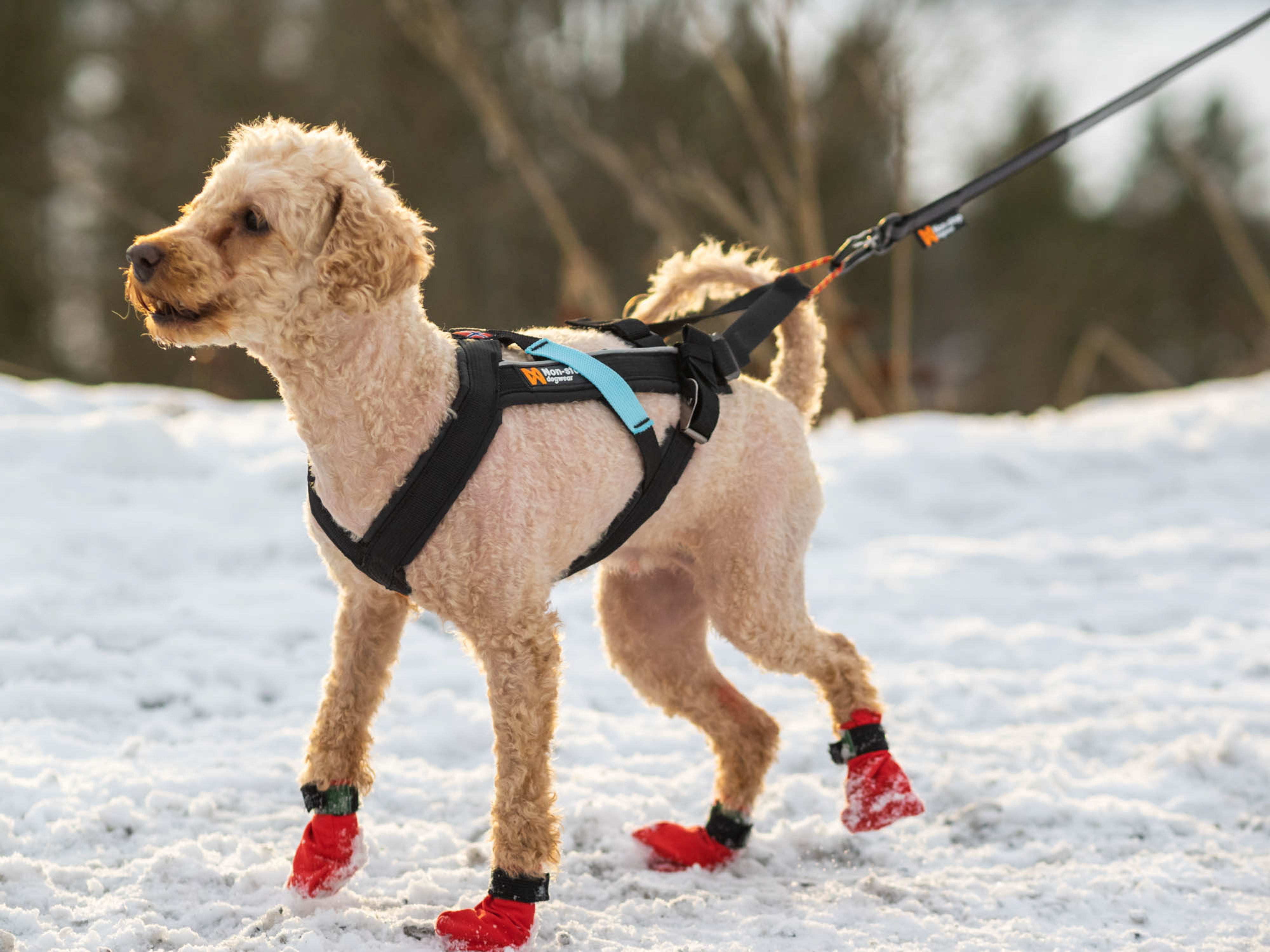 Non-Stop Dog Wear: Freemotion Harness