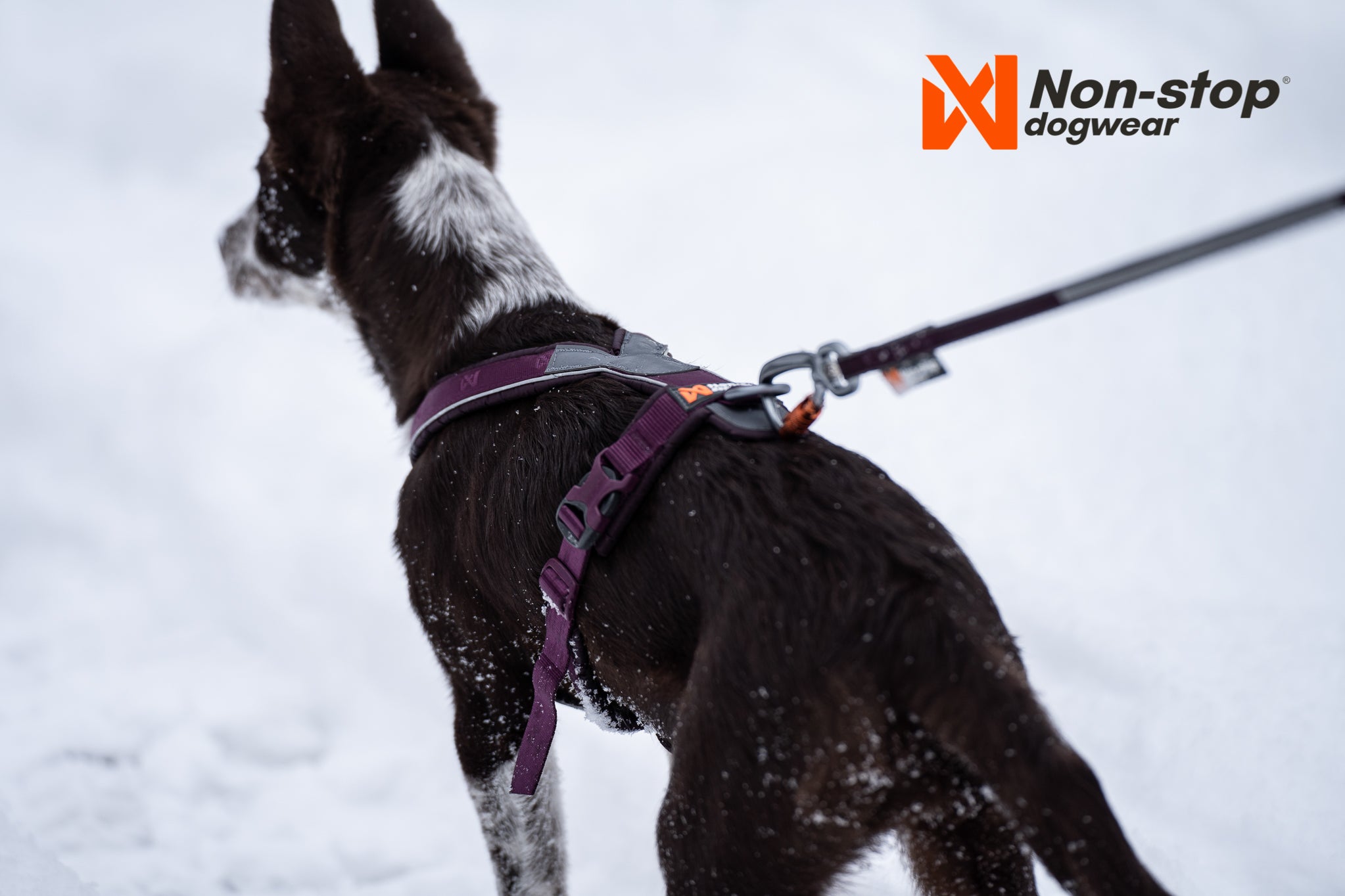 Non-Stop Dog Wear: Line Harness 5.0