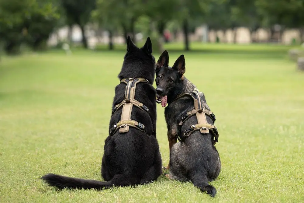 Non-Stop Dog Wear: Line Harness Long WD