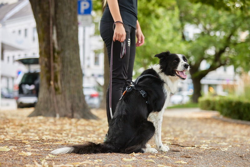 Non-Stop Dog Wear: Move Leash