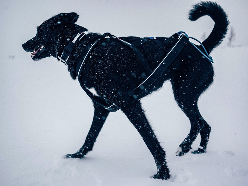 Non-Stop Dog Wear: Polar Collar