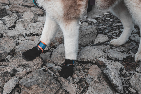 Non-Stop Dog Wear: Protector Booties