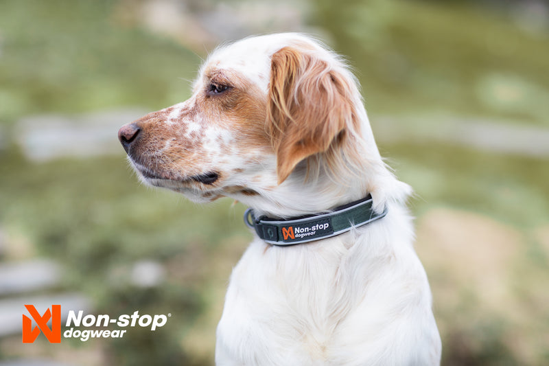 Non-Stop Dog Wear: Roam Collar