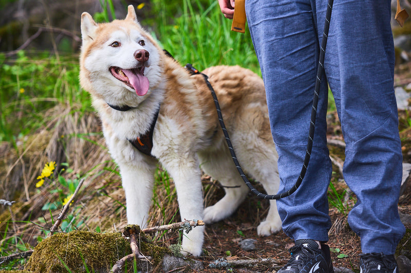 Non-Stop Dog Wear: Rock Adjustable Leash