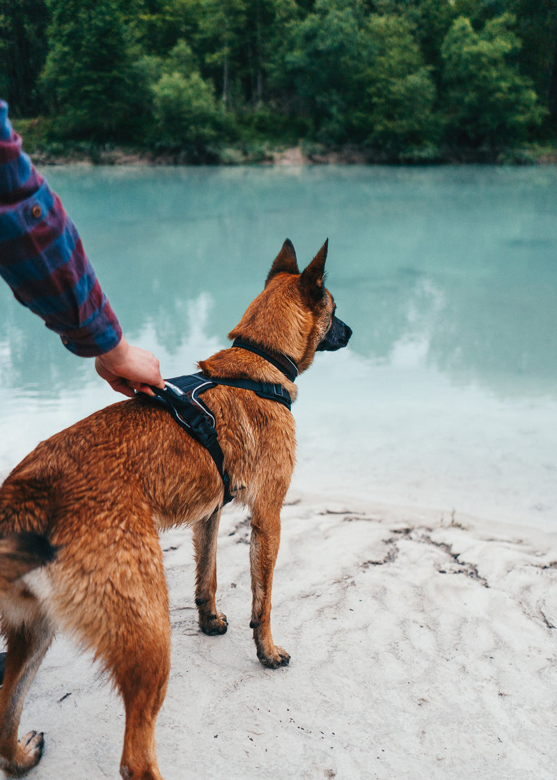 Non-Stop Dog Wear: Rock Harness