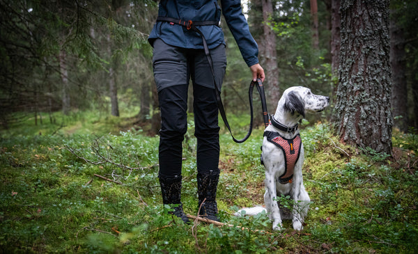 Non-Stop Dog Wear: Touring Bungee Adjustable Dog Leash