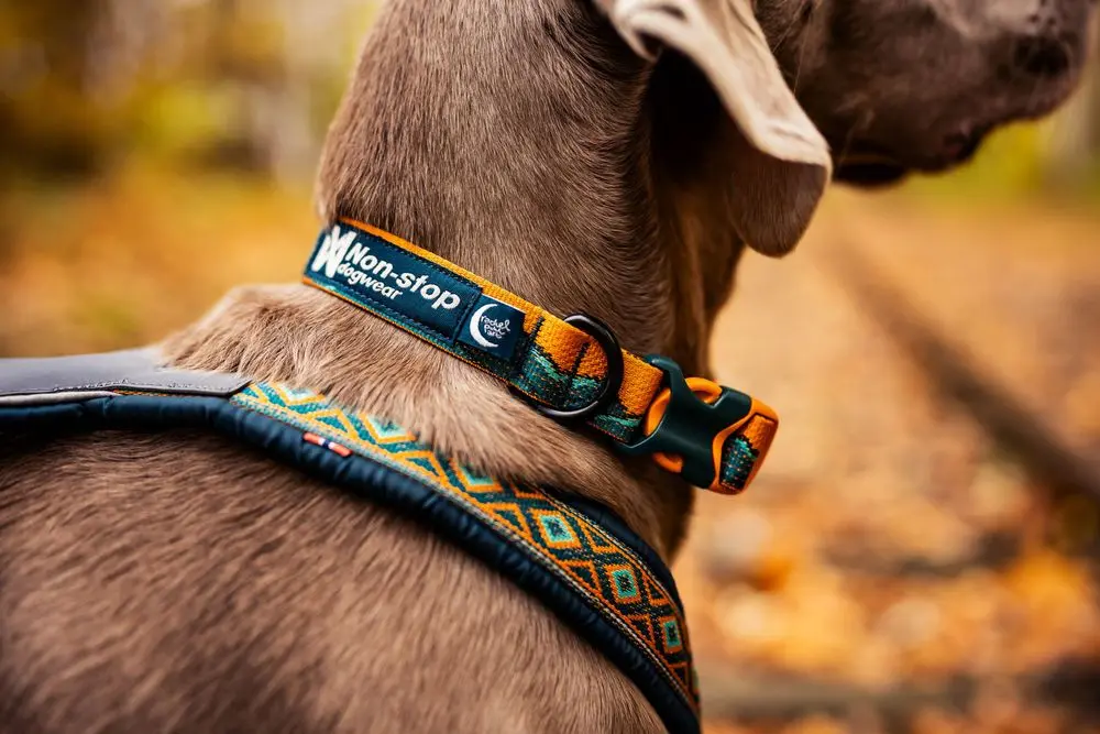 Non-Stop Dog Wear: Rachel Pohl Signature Series Trail Quest Dog Collar Teal/Oak