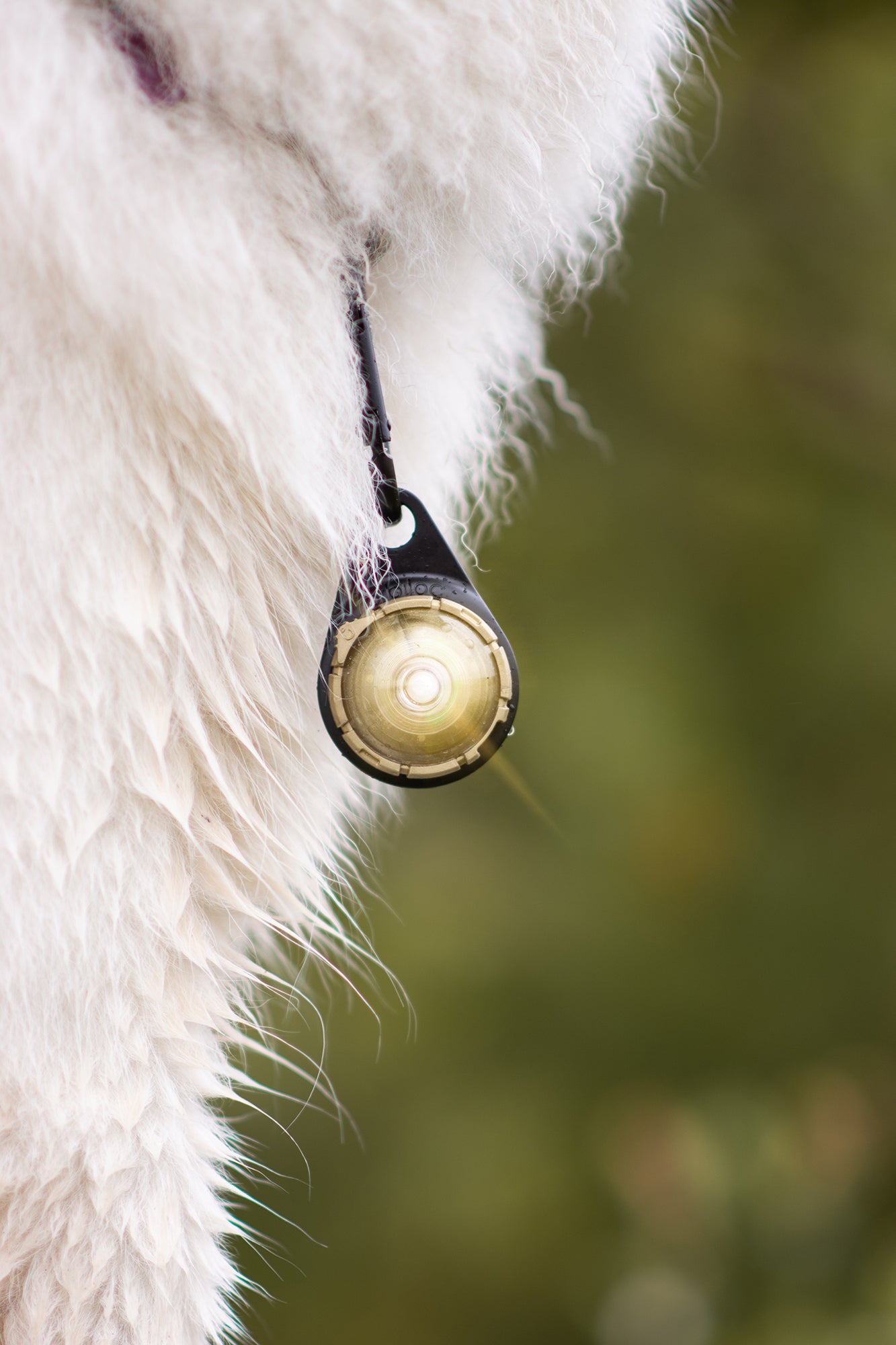 Orbiloc Dual LED Dog Safety Light, Gold