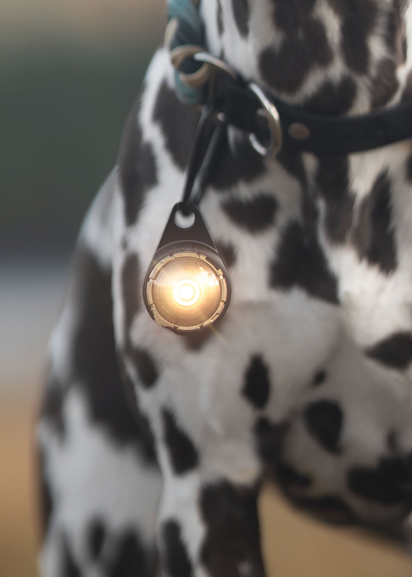 Orbiloc Dual LED Dog Safety Light, Gold