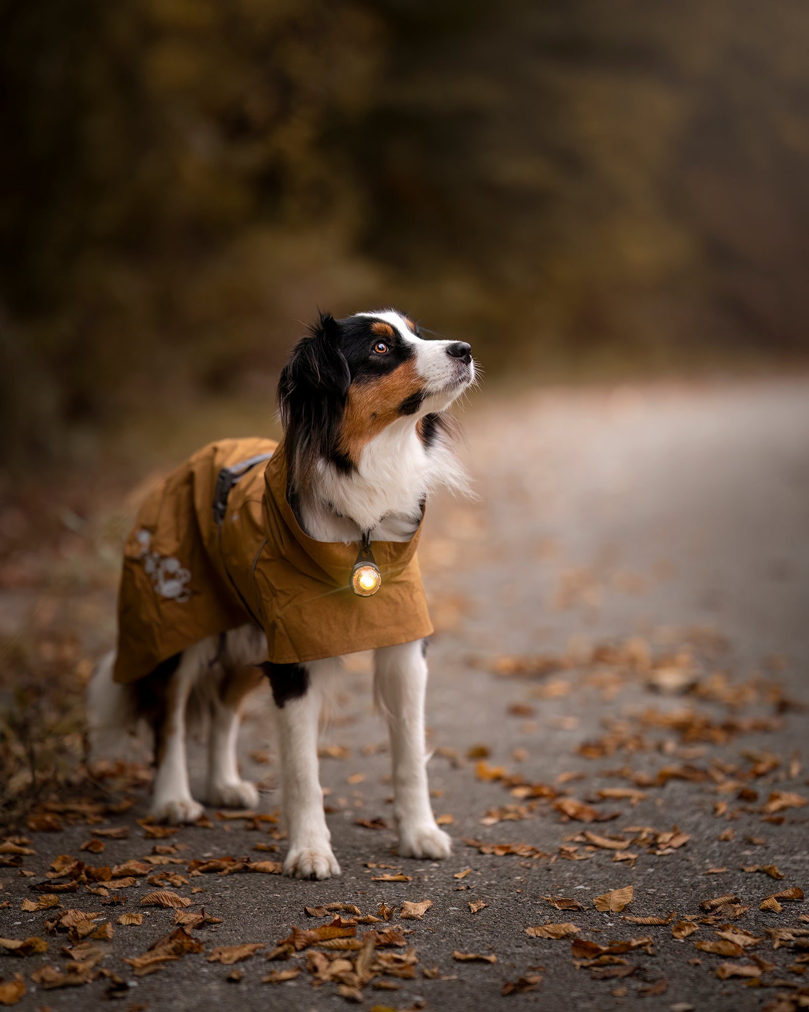 Orbiloc Dual Waterproof LED Dog Safety Light, Gold