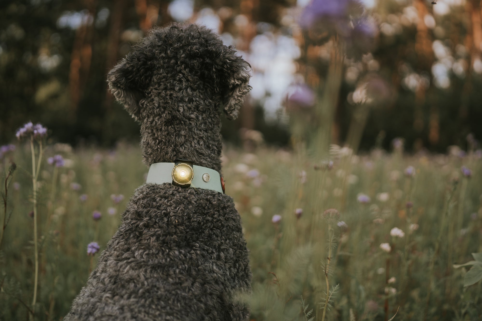 Orbiloc Dual Waterproof LED Dog Safety Light, Gold