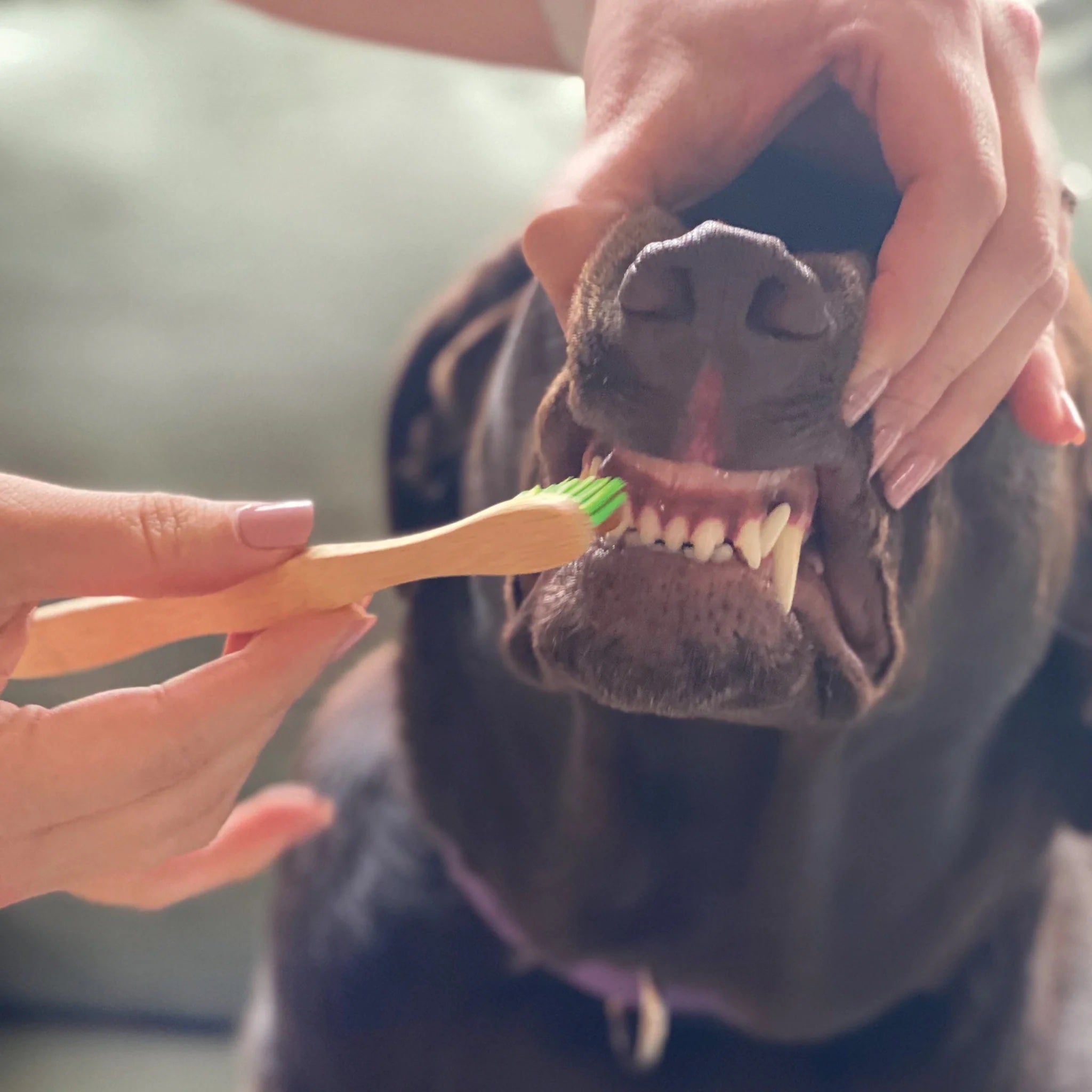 Pure and Natural Dog Organic Dental Solutions: Canine Tooth Gel with Eco-Friendly Bamboo Toothbrush