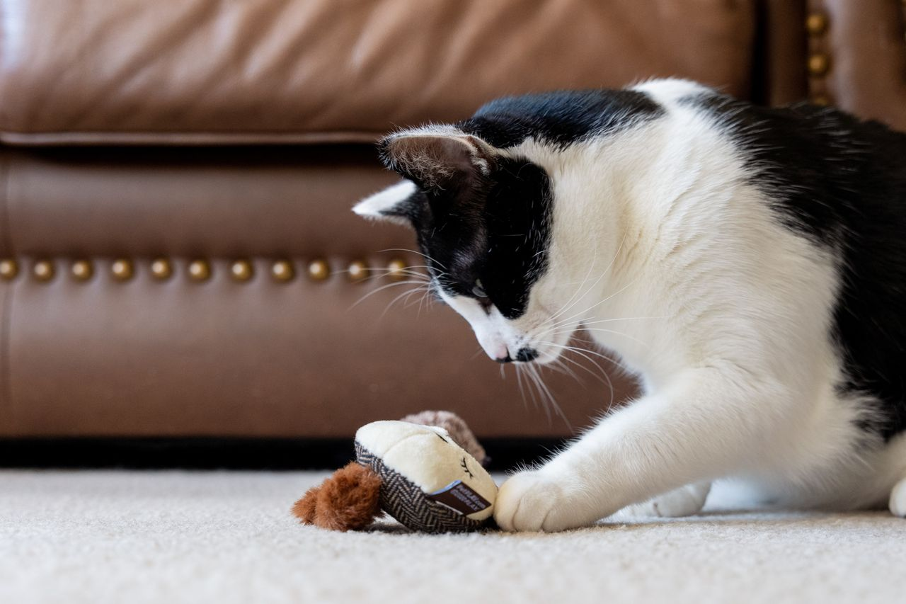 P.L.A.Y. Feline Frenzy, Catnip Toy Set: Bandit Buddies