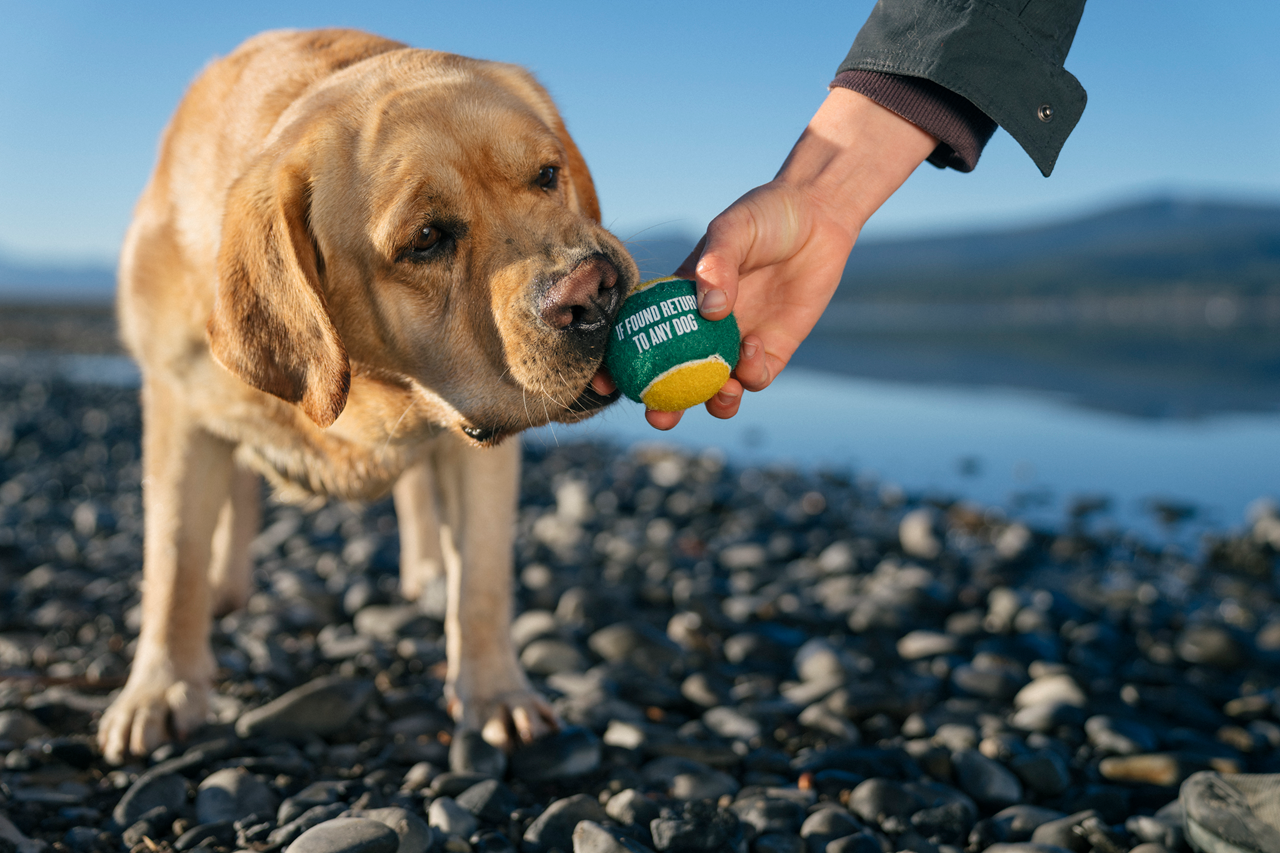 Fetch Bouncy Squeaky Dog toy, Tennis Balls