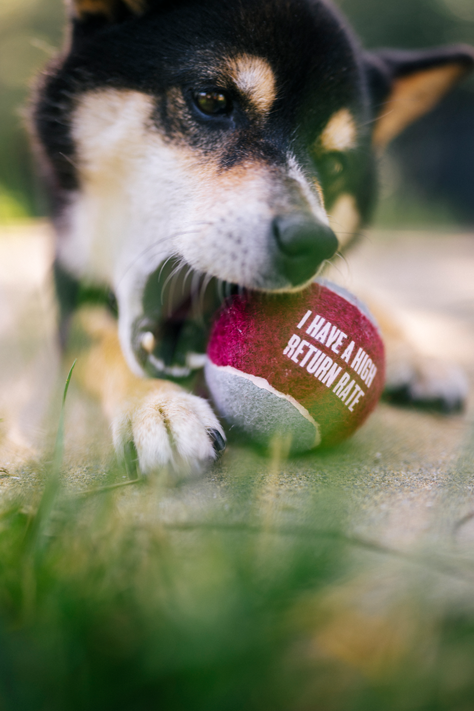 Fetch Bouncy Squeaky Dog toy, Tennis Balls