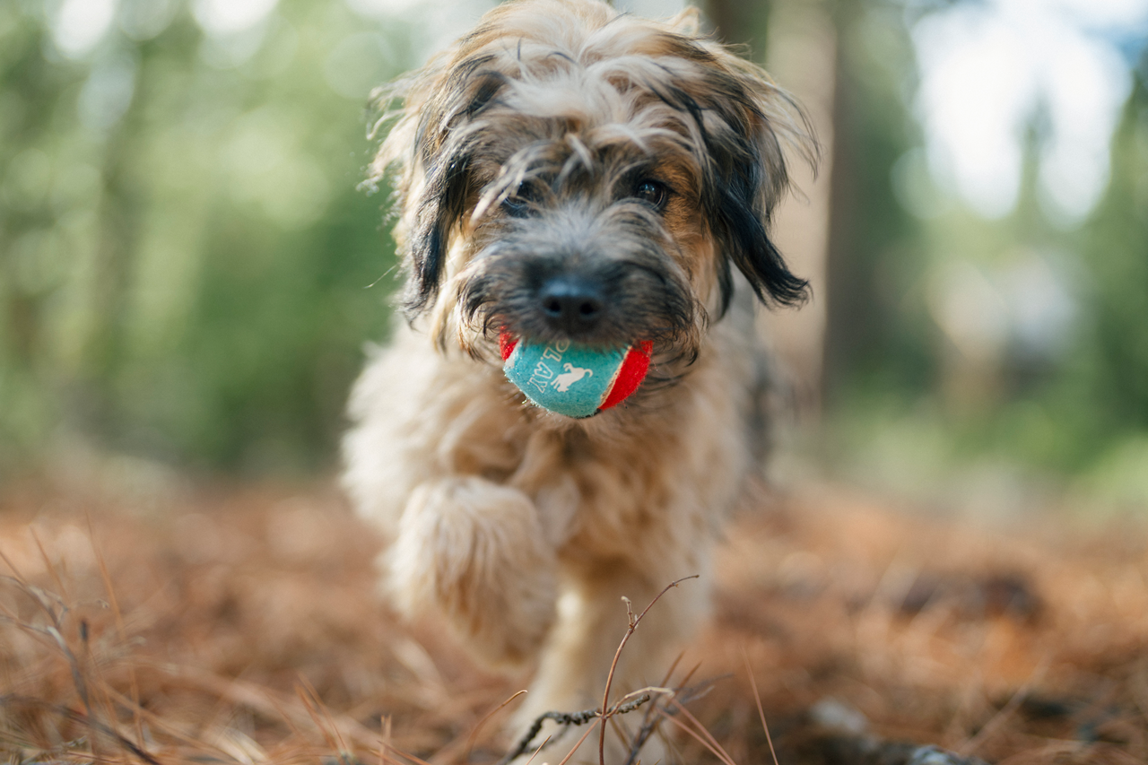 Fetch Bouncy Squeaky Dog toy, Tennis Balls