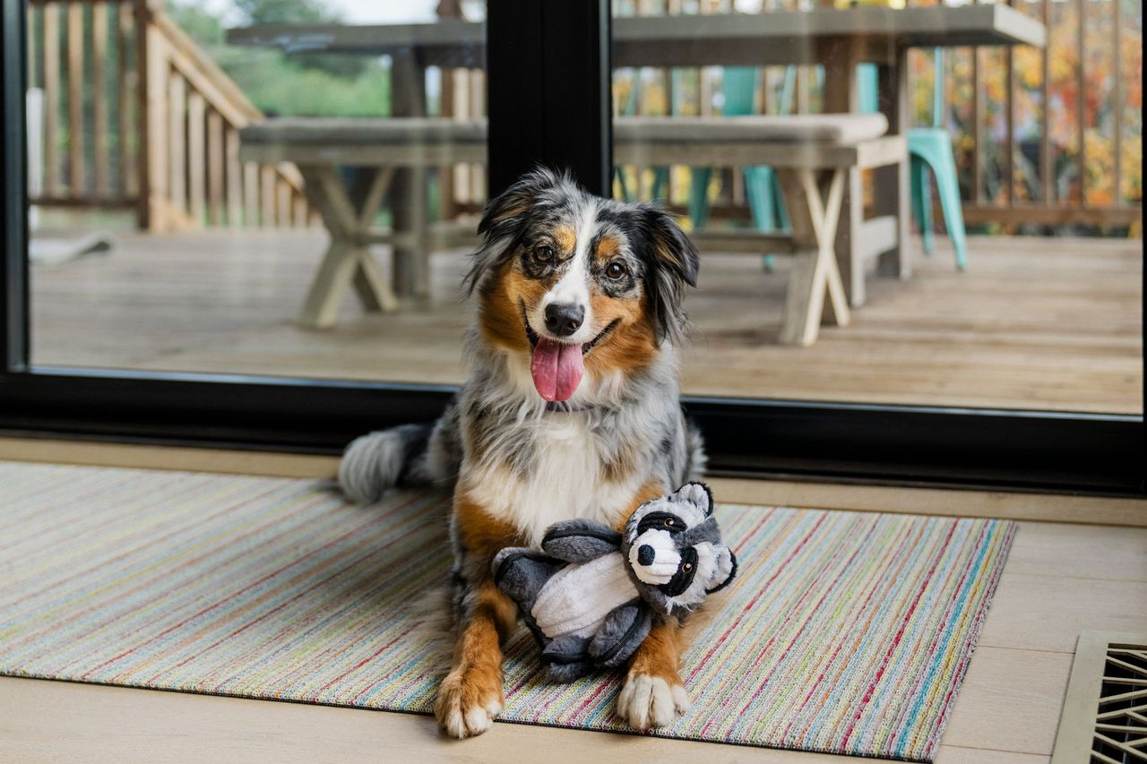 P.L.A.Y. Forest Friends Squeaky Plush Dog toys, Robby the Raccoon