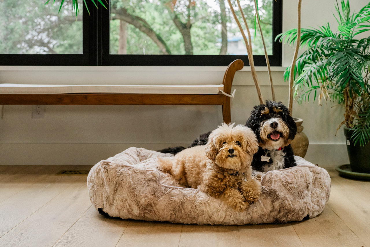 [Pre Order] Lounge Dog Bed: Dreamland Sandstorm