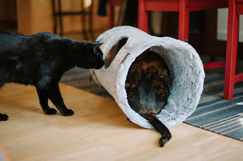 P.L.A.Y. Purr and Pounce Cat Tunnel