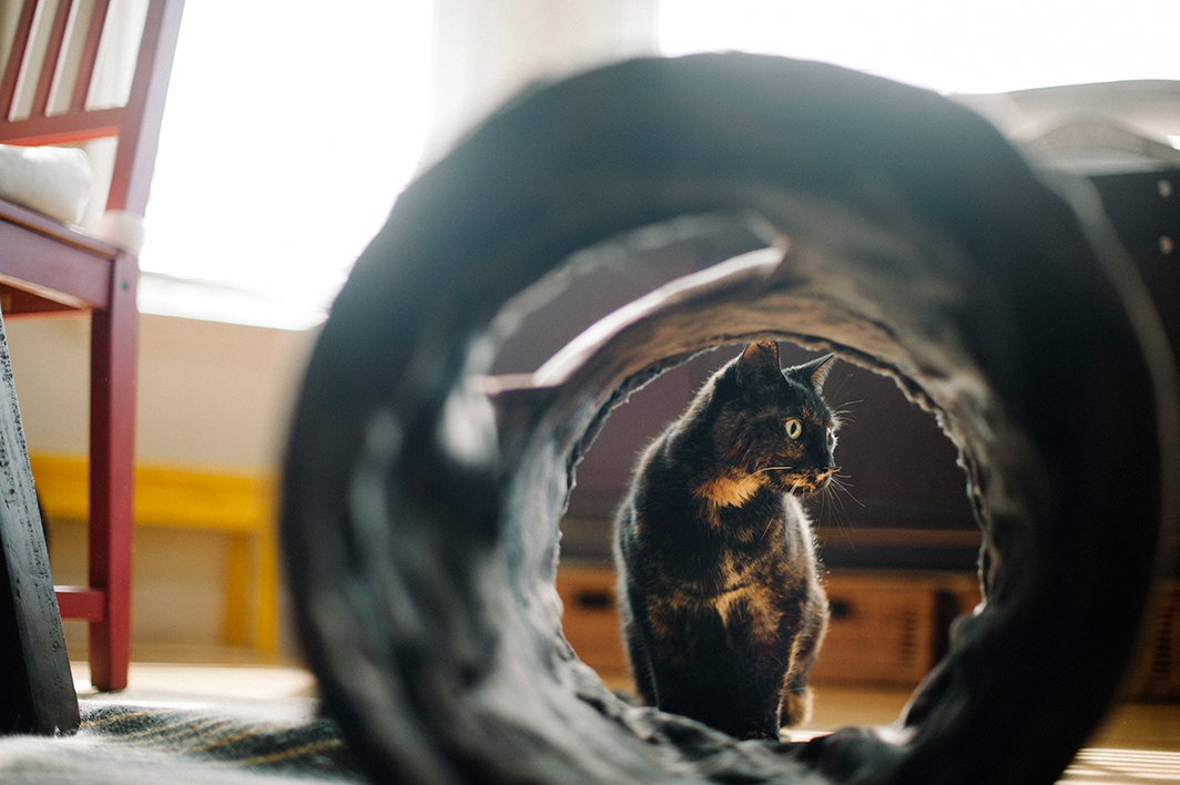 P.L.A.Y. Purr and Pounce Cat Tunnel