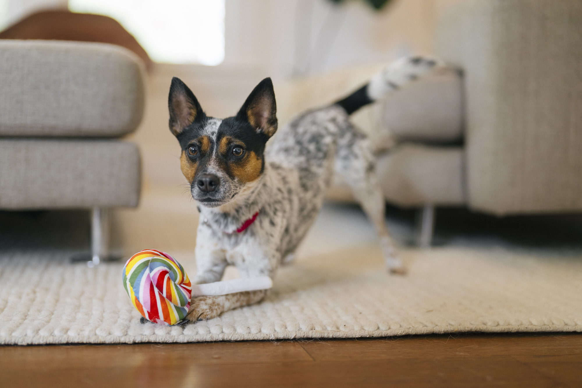 [Pre-Order] P.L.A.Y. Snack Attack Squeaky Plush Dog toys, Fluffles Chips (mini sized)